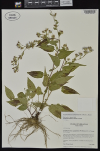 Symphyotrichum urophyllum image