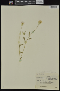 Astranthium ciliatum image