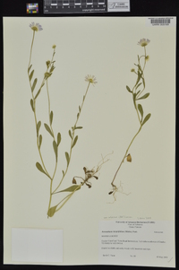 Astranthium integrifolium image