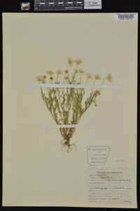 Astranthium integrifolium image