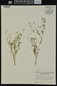 Astranthium integrifolium image