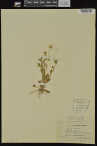 Astranthium integrifolium image