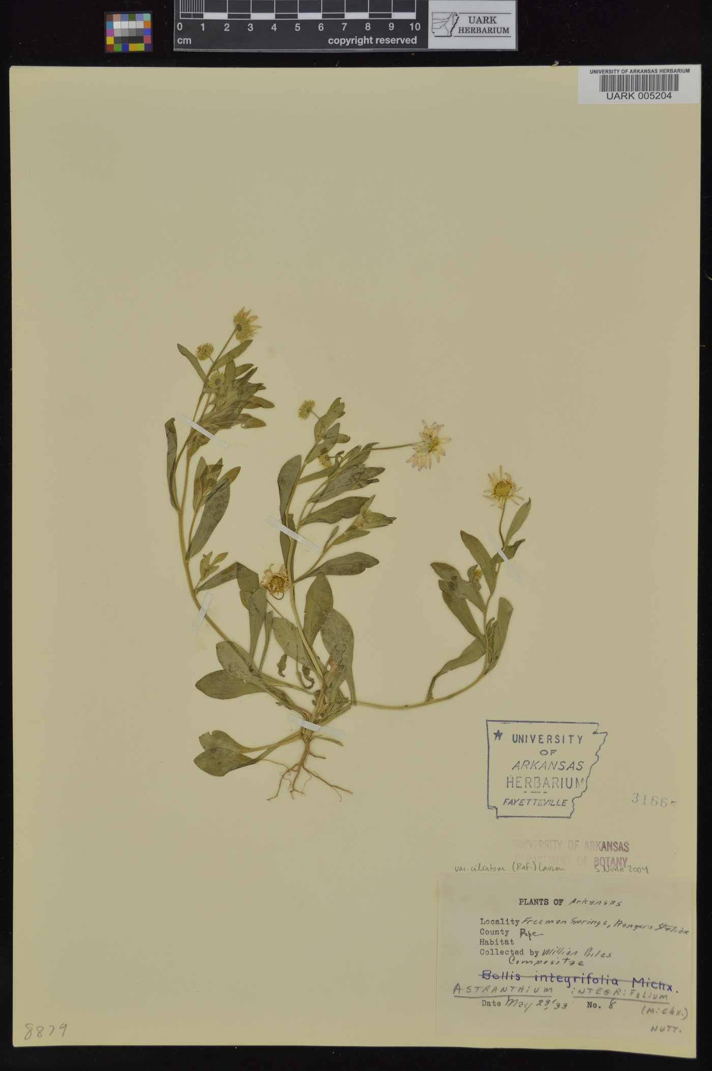 Astranthium integrifolium var. ciliatum image