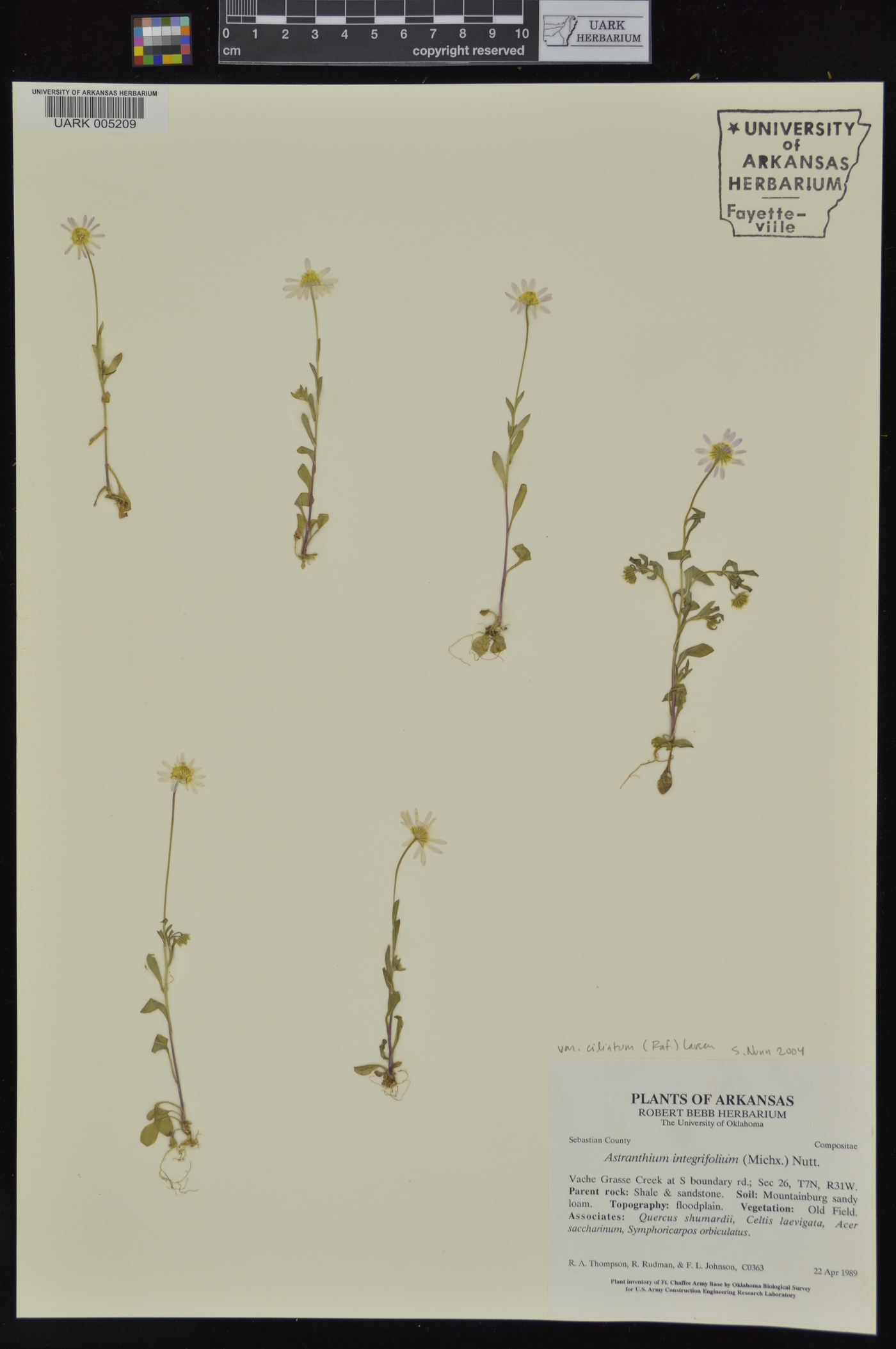 Astranthium integrifolium subsp. ciliatum image