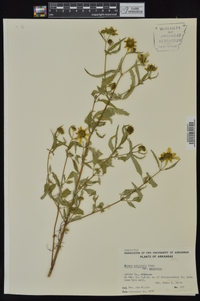 Bidens aristosa image