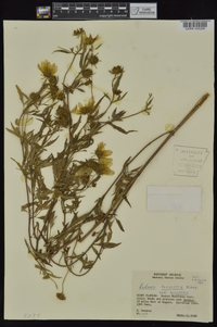 Bidens aristosa image