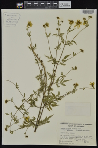 Bidens aristosa image