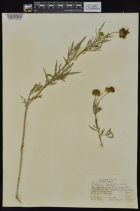 Bidens aristosa image