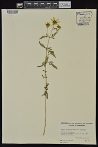 Bidens aristosa image