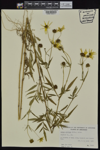 Bidens aristosa image