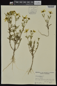 Bidens aristosa image