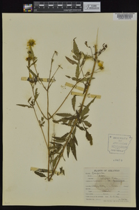 Bidens aristosa image