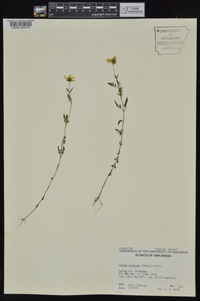 Bidens aristosa image