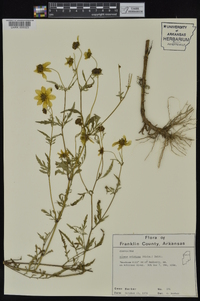 Bidens aristosa image