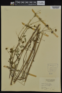 Bidens aristosa image