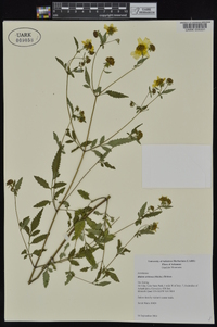 Bidens aristosa image