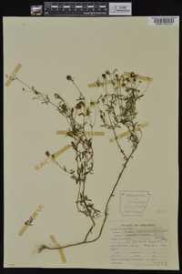 Bidens aristosa image