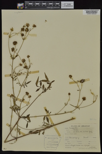 Bidens aristosa image