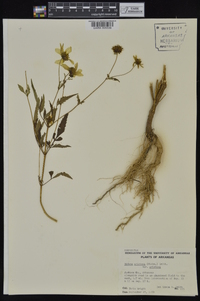 Bidens aristosa image