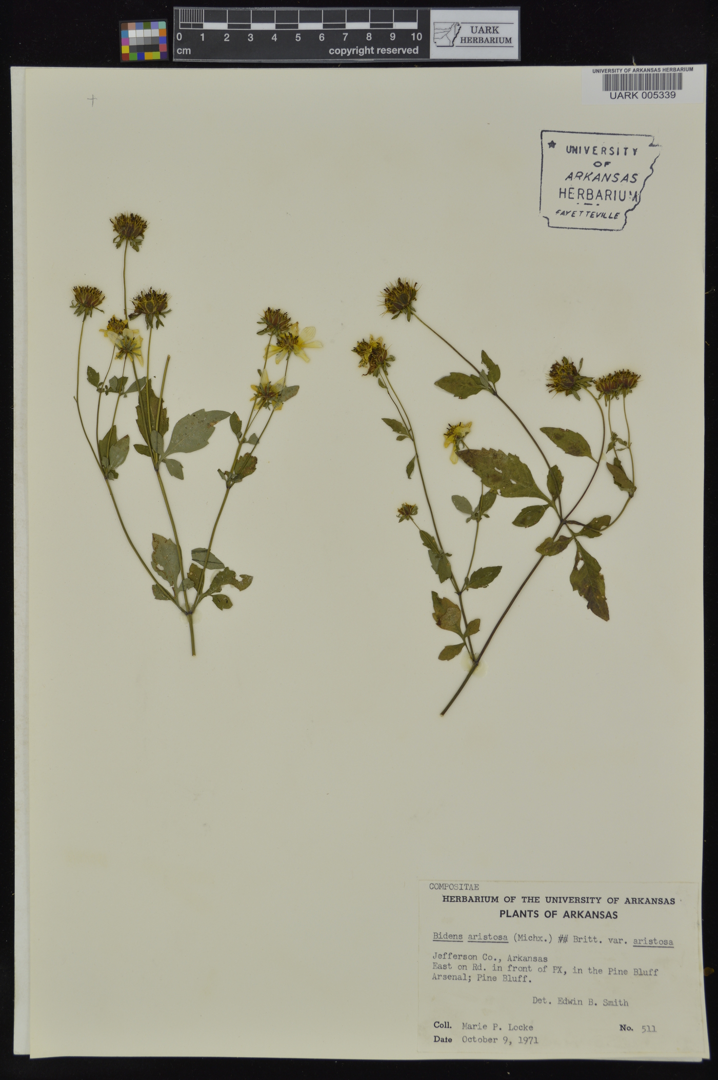 Bidens aristosa f. aristosa image