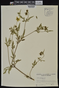 Bidens aristosa image