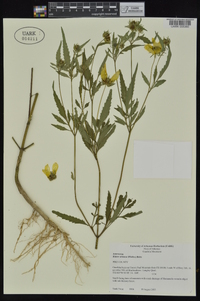 Bidens aristosa image