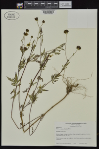 Bidens aristosa image