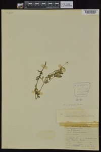 Bidens aristosa image