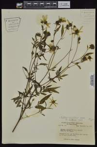 Bidens aristosa image