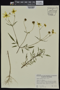 Bidens aristosa image