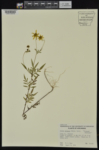 Bidens aristosa image