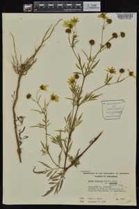 Bidens aristosa image