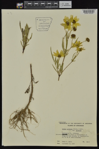 Bidens aristosa image