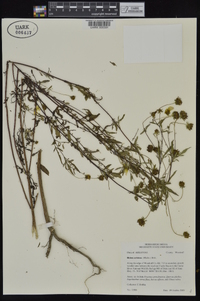 Bidens aristosa image