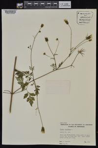 Bidens bipinnata image