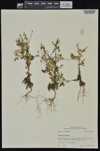 Bidens bipinnata image