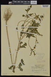 Bidens bipinnata image