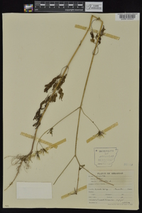 Bidens bipinnata image