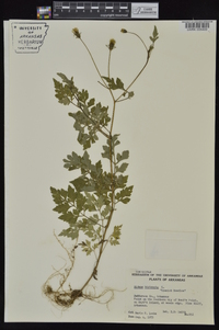 Bidens bipinnata image