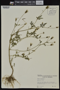 Bidens bipinnata image