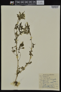 Bidens bipinnata image