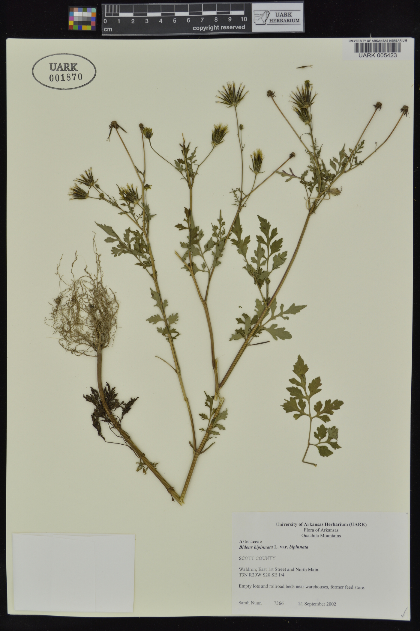 Bidens bipinnata var. bipinnata image