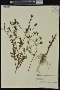 Bidens bipinnata image