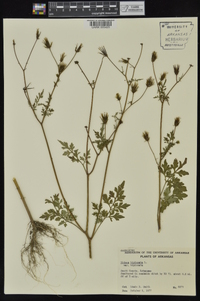 Bidens bipinnata image