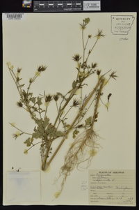 Bidens bipinnata image