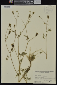 Bidens bipinnata image