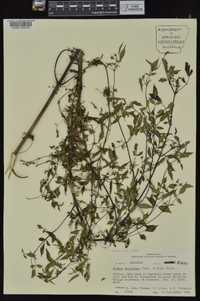 Bidens discoidea image