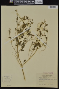 Bidens discoidea image