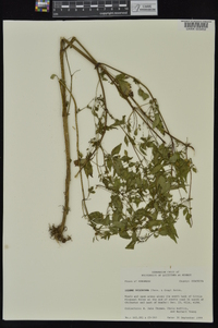 Bidens discoidea image