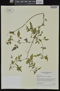 Bidens discoidea image